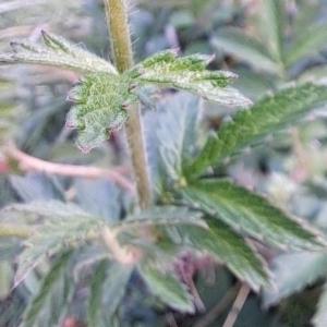 Click to view this image in a large viewer