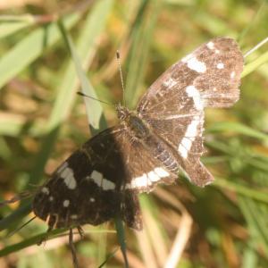 Click to view this image in a large viewer