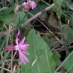 Click to view this image in a large viewer