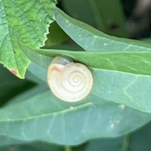 Click to view this image in a large viewer