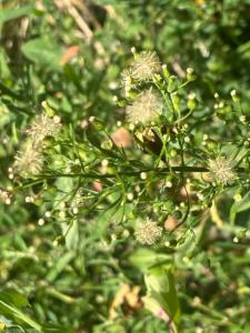 Click to view this image in a large viewer