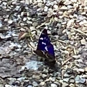 Click to view this image in a large viewer