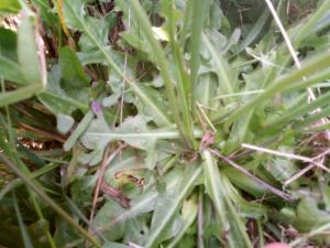 Click to view this image in a large viewer