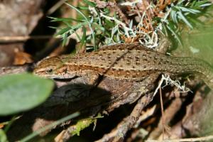 Click to view this image in a large viewer