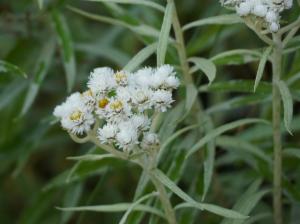 Click to view this image in a large viewer