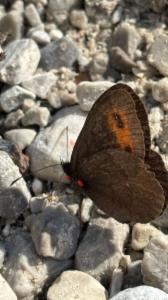 Click to view this image in a large viewer