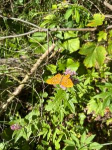 Click to view this image in a large viewer