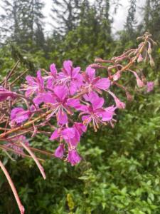 Click to view this image in a large viewer