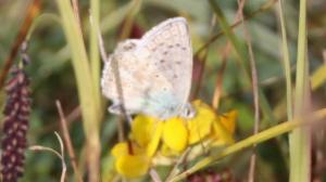 Click to view this image in a large viewer