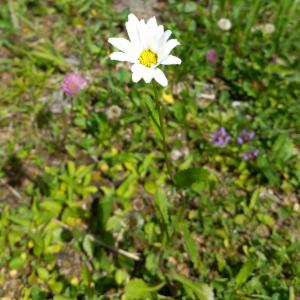 Click to view this image in a large viewer