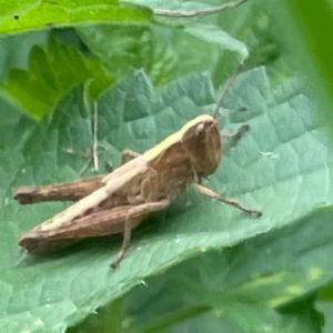 Click to view this image in a large viewer