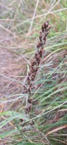 Click to view this image in a large viewer