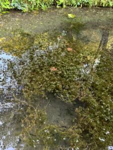 Click to view this image in a large viewer