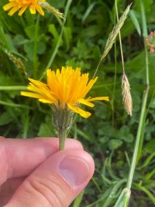 Click to view this image in a large viewer