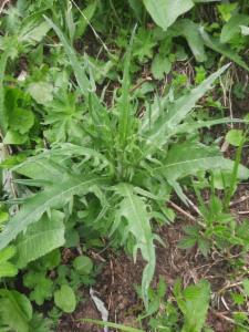 Click to view this image in a large viewer