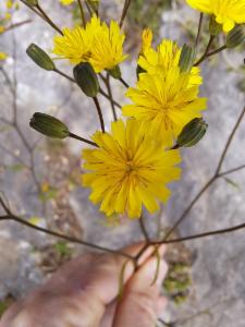 Click to view this image in a large viewer