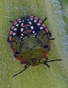 Click to view this image in a large viewer