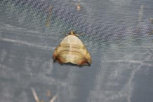 Click to view this image in a large viewer