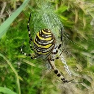 Click to view this image in a large viewer