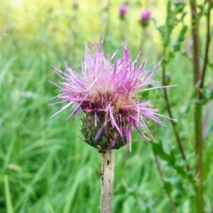 Click to view this image in a large viewer