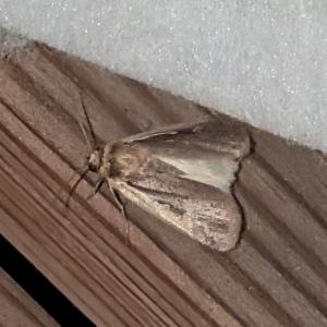 Click to view this image in a large viewer