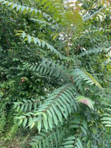 Click to view this image in a large viewer