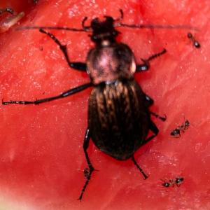 Click to view this image in a large viewer