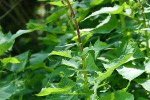 Click to view this image in a large viewer