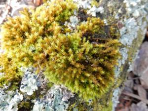 Click to view this image in a large viewer