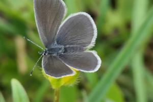 Click to view this image in a large viewer