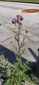 Click to view this image in a large viewer