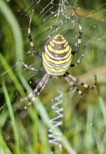 Click to view this image in a large viewer