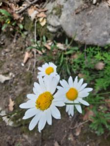 Click to view this image in a large viewer