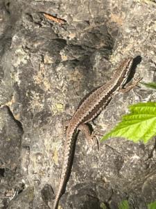 Click to view this image in a large viewer