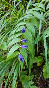 Click to view this image in a large viewer