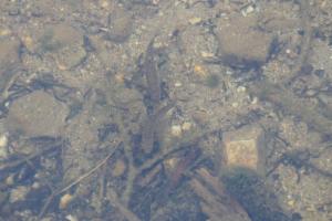 Click to view this image in a large viewer