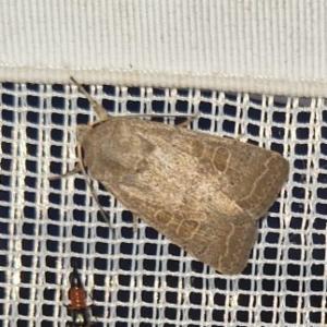 Click to view this image in a large viewer