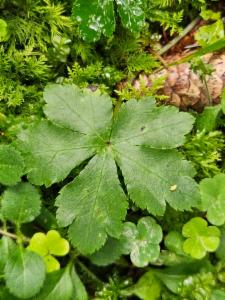 Click to view this image in a large viewer