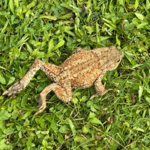 Click to view this image in a large viewer