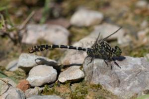 Click to view this image in a large viewer