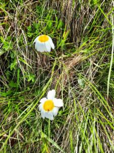 Click to view this image in a large viewer