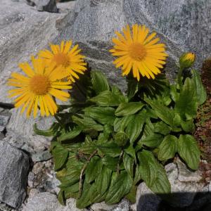 Click to view this image in a large viewer