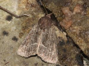 Click to view this image in a large viewer