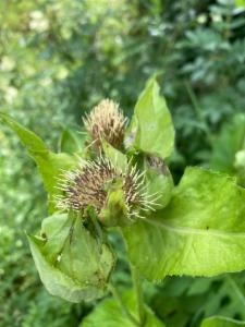 Click to view this image in a large viewer