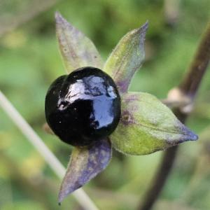 Click to view this image in a large viewer