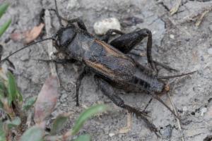 Click to view this image in a large viewer