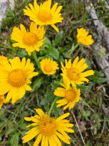 Click to view this image in a large viewer