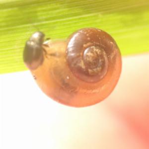 Click to view this image in a large viewer