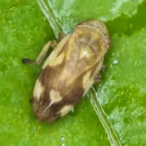 Click to view this image in a large viewer