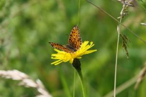 Click to view this image in a large viewer